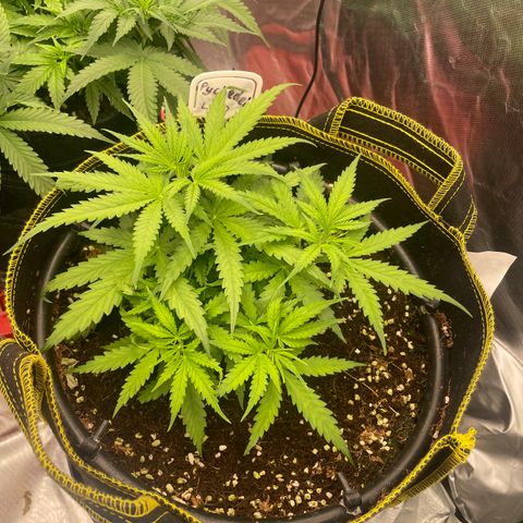 Auto Psychedelic growlog timeline photo