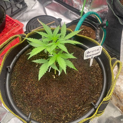  Bruce Banner #1 growlog timeline photo