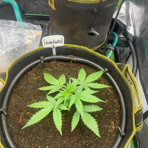 Gelato #1 growlog timeline photo