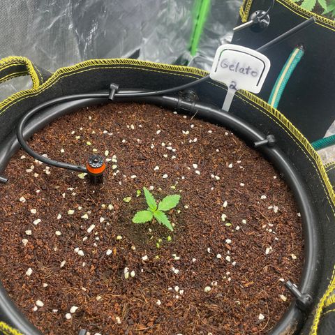 Gelato #2 growlog timeline photo