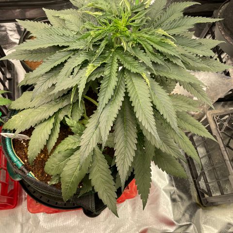 Black Domina  growlog timeline photo