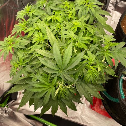 Black Domina  growlog timeline photo