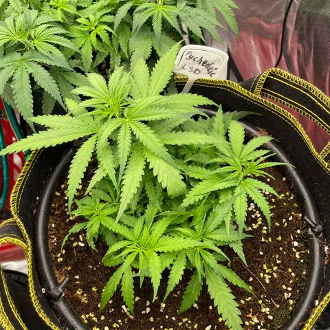 Auto Psychedelic growlog timeline photo