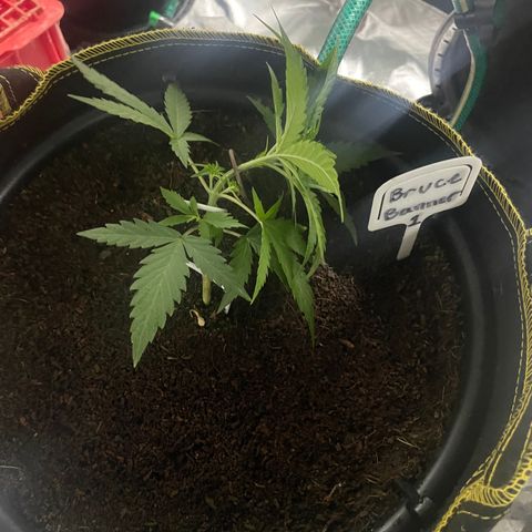  Bruce Banner #1 growlog timeline photo