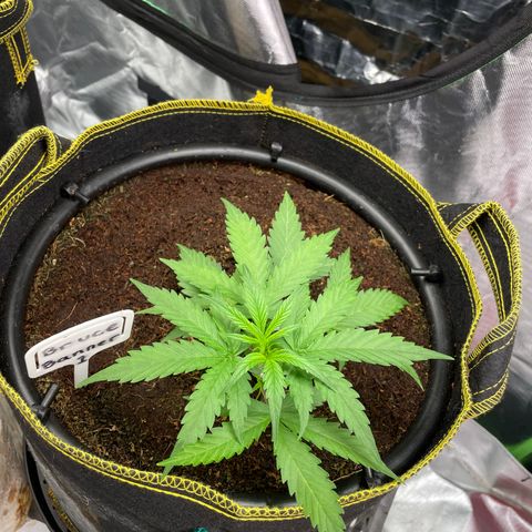  Bruce Banner #1 growlog timeline photo