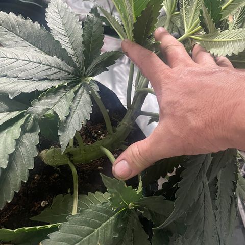 Black Domina  growlog timeline photo