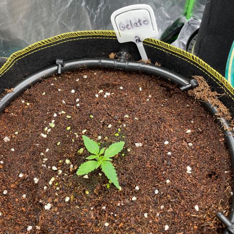 Gelato #2 growlog timeline photo