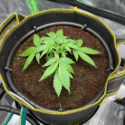 Gelato #1 growlog timeline photo