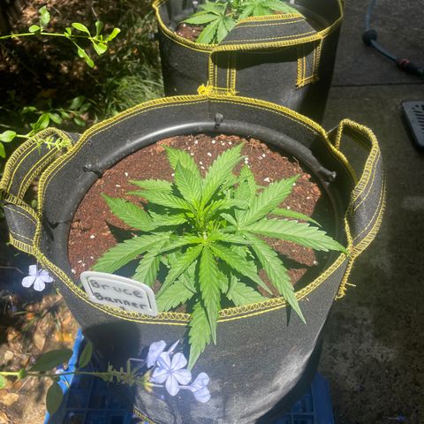  Bruce Banner #1 growlog photo:  Flushed with pH 5.8 Water to reset and give her a vacation outside