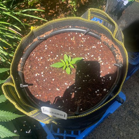 Gelato #2 growlog photo:  Flush with pH 5.8 Water to reset and give her a vacation outside