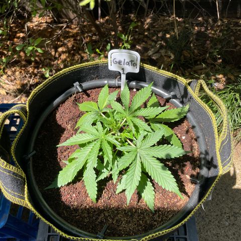 Gelato #1 growlog photo:  Flushed with pH 5.8 water and two reset and give her a vacation outside