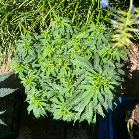 Black Domina  growlog photo:  Reset with PH 5.8 order to reset and give her a vocation outside