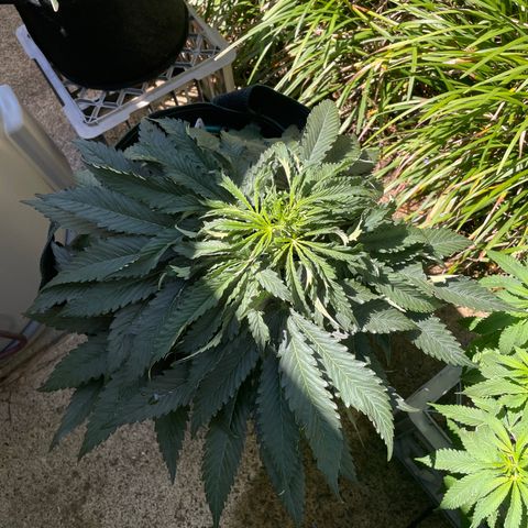 Black Domina  growlog photo:  Reset with PH 5.8 order to reset and give her a vocation outside