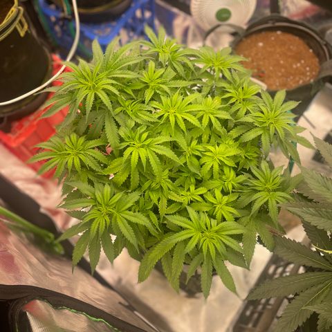 Black Domina  growlog timeline photo