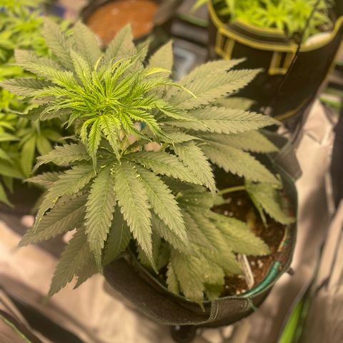 Black Domina  growlog timeline photo