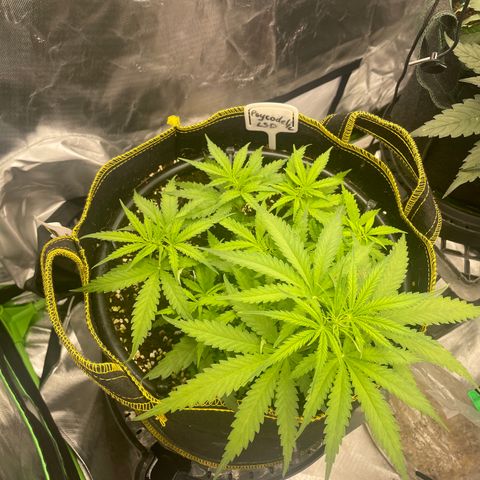 Auto Psychedelic growlog timeline photo