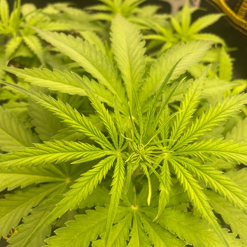 Auto Psychedelic growlog timeline photo