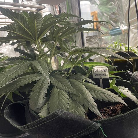 Black Domina  growlog timeline photo