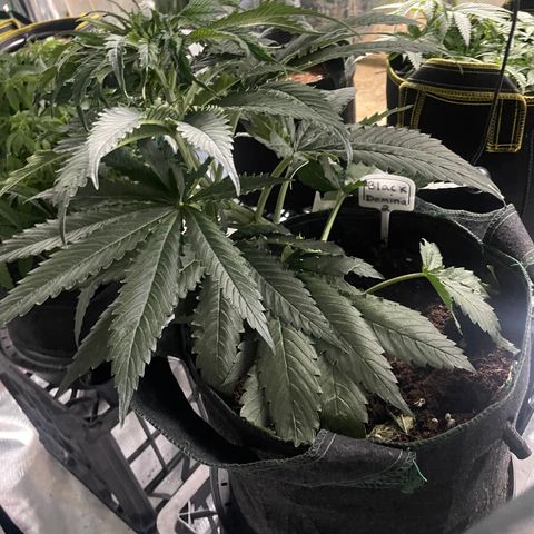 Black Domina  growlog timeline photo