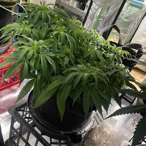 Black Domina  growlog timeline photo