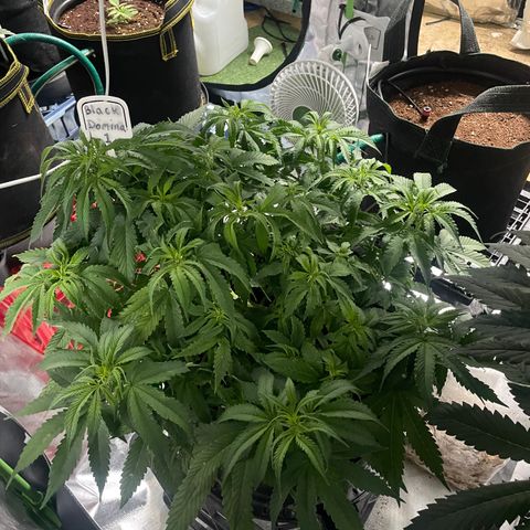 Black Domina  growlog timeline photo