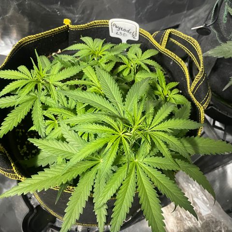 Auto Psychedelic growlog photo:  Lights off