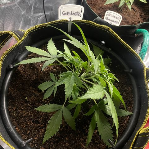 Gelato #1 growlog timeline photo