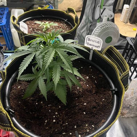  Bruce Banner #1 growlog timeline photo