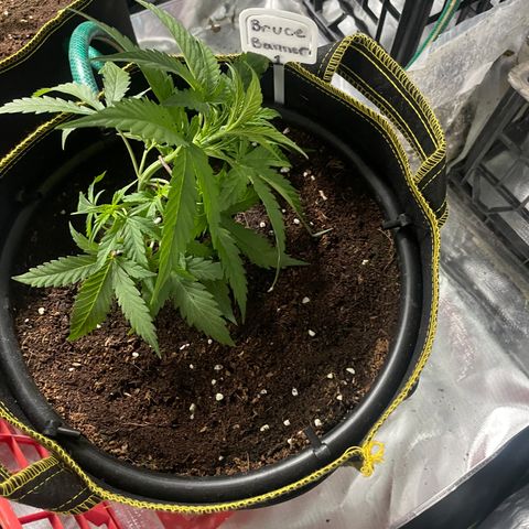  Bruce Banner #1 growlog timeline photo