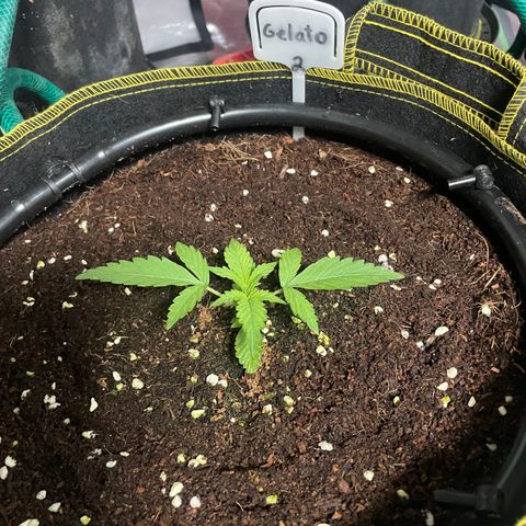 Gelato #2 growlog timeline photo