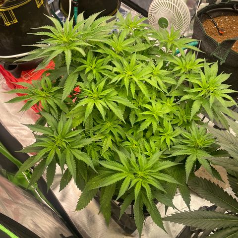 Black Domina  growlog timeline photo