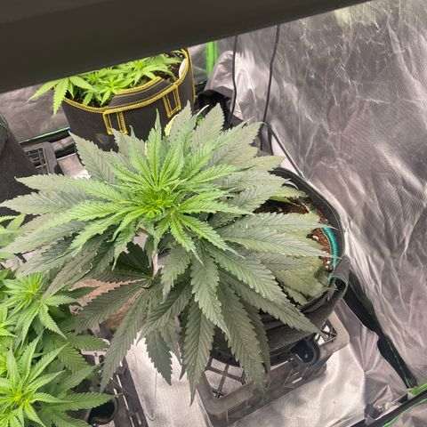 Black Domina  growlog timeline photo