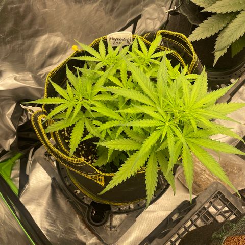 Auto Psychedelic growlog timeline photo
