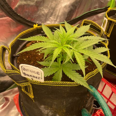 Bruce Banner #1 growlog timeline photo