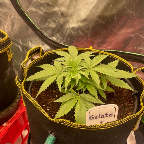 Gelato #1 growlog timeline photo