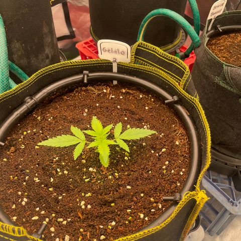 Gelato #2 growlog timeline photo
