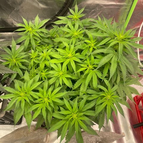 Black Domina  growlog timeline photo