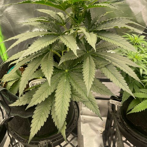 Black Domina  growlog timeline photo