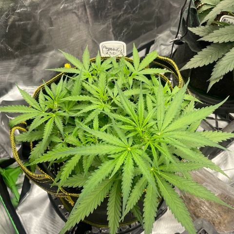 Auto Psychedelic growlog timeline photo