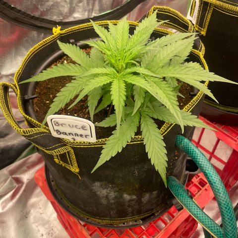  Bruce Banner #1 growlog timeline photo