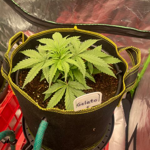 Gelato #1 growlog timeline photo
