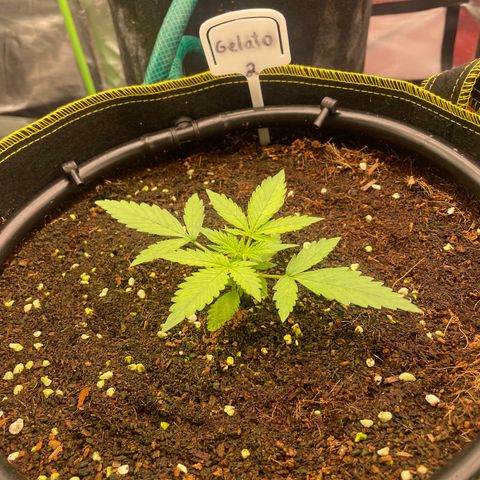 Gelato #2 growlog timeline photo