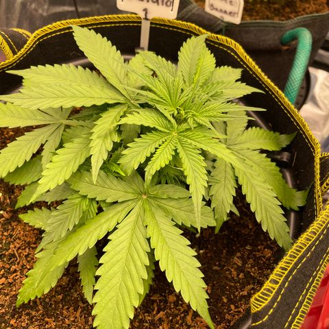 Gelato #1 growlog timeline photo