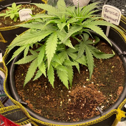  Bruce Banner #1 growlog timeline photo