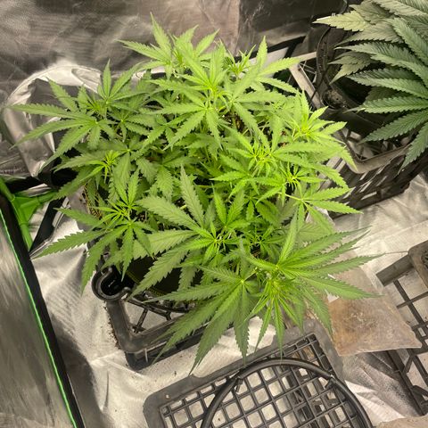 Auto Psychedelic growlog timeline photo
