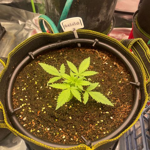 Gelato #2 growlog timeline photo