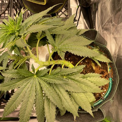 Black Domina  growlog timeline photo