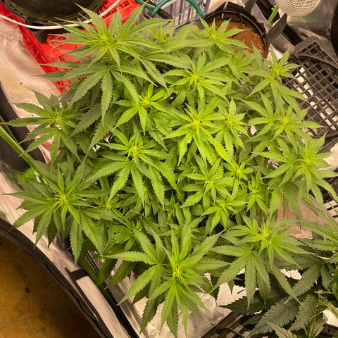 Black Domina  growlog timeline photo