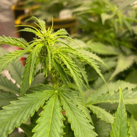 Black Domina  growlog timeline photo