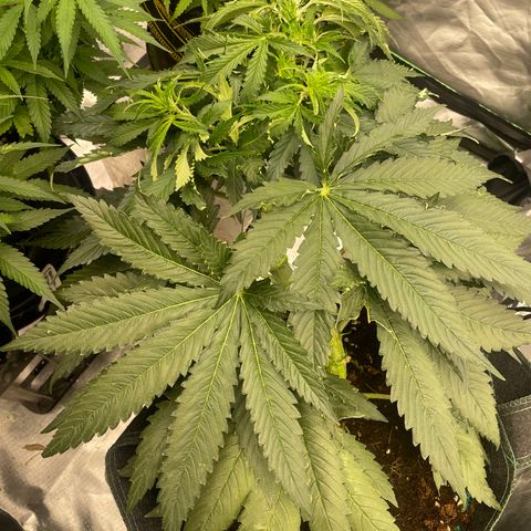 Black Domina  growlog timeline photo